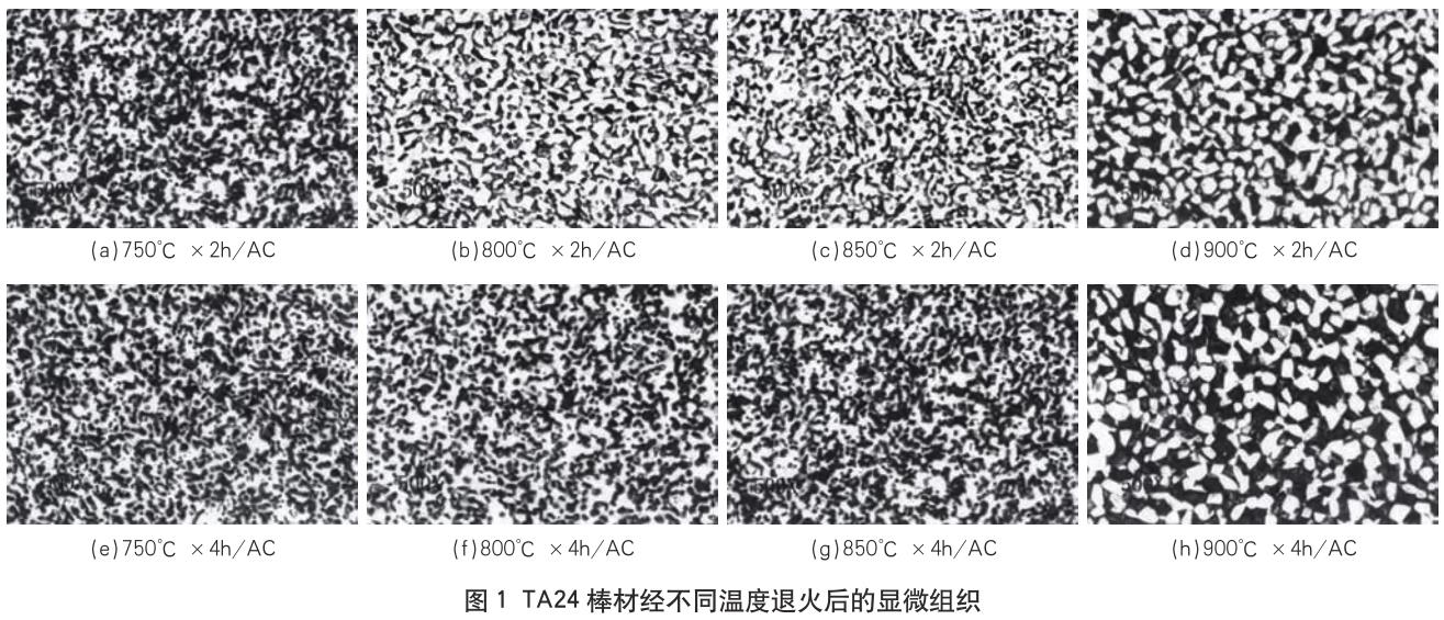 1705793987321491.jpg t1.jpg