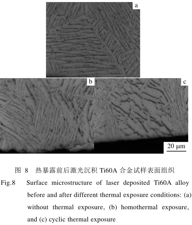 1708439185807328.jpg t8.jpg